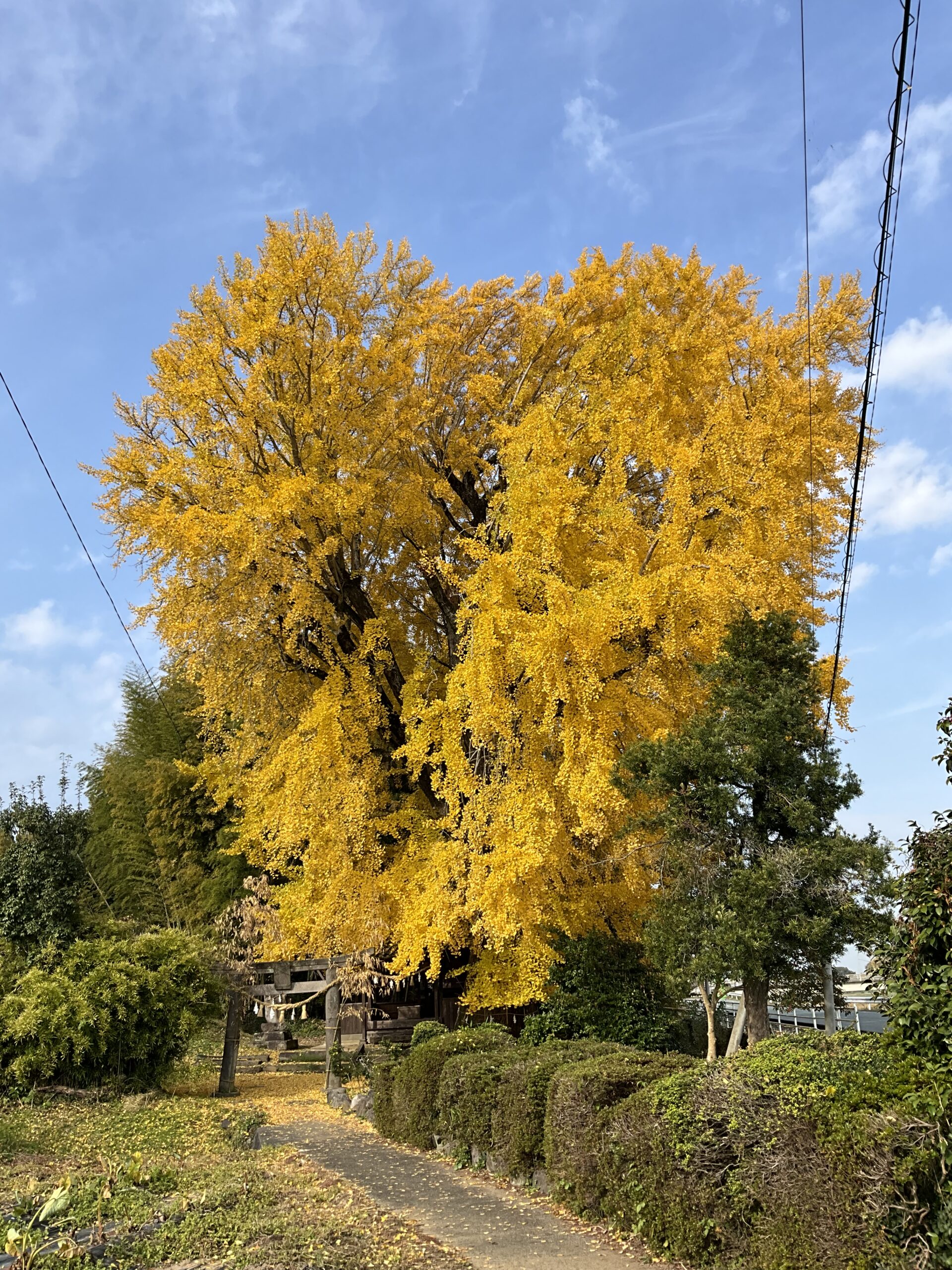 画像：[2025年今年最後の天赦日！]